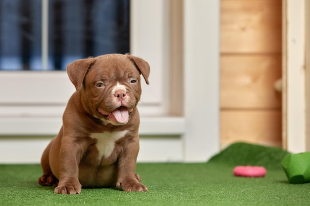 草の上に座っている子犬アメリカンブリー子犬犬ペット面白いとかわいい