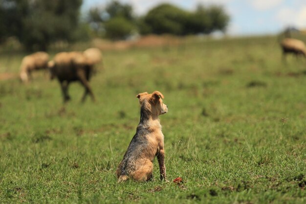 写真 牧畜を観察する草原に座っている子犬