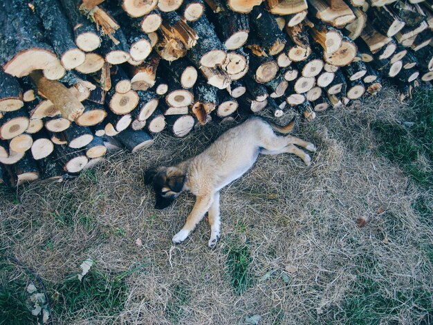 写真 木の積み重ねの隣で眠っている子犬
