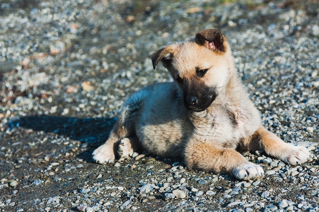 A puppy, small dog with drooping ears lies on small rocks with a curious look.