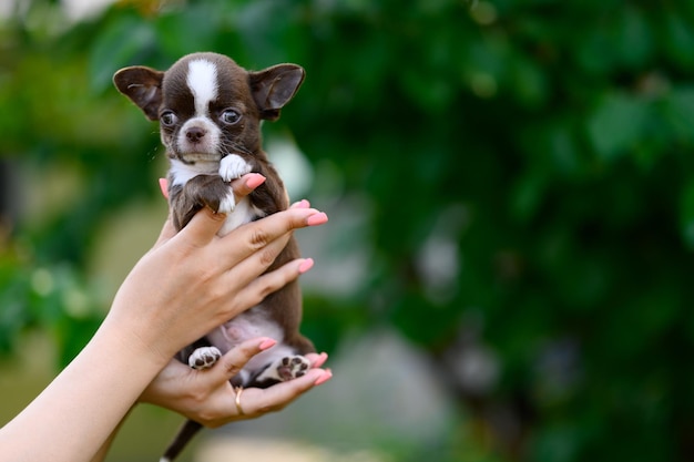 Women39sの手で自然な背景チワワに子犬の滑らかな髪のチワワチョコレートの色