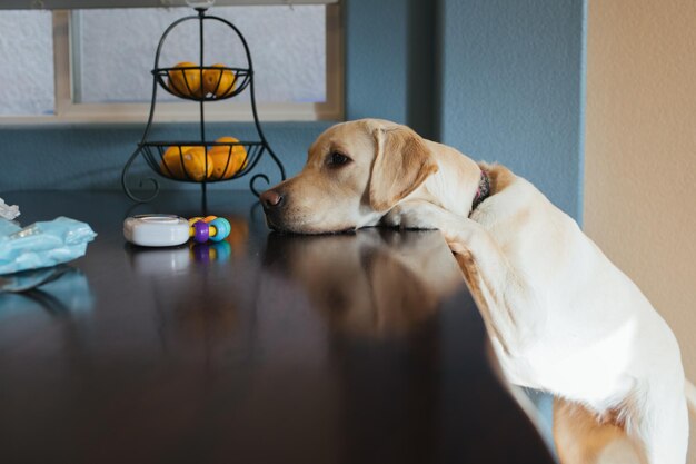 写真 ダイニングテーブルの上の物を嗅ぐ子犬