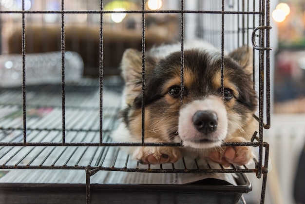 子犬はとてもかわいい悲しみと孤独なケージの犬で一人で眠っているかわいい