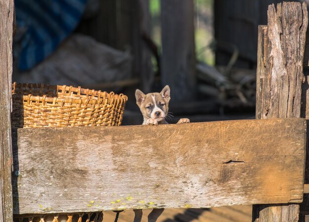 Puppy staande greep op hek