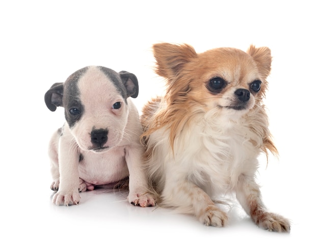 Puppy staffordshire bull terrier and chihuahua in front of white space