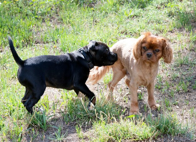 Puppy Staffordshire Bull Terrier en Cavalier King Charles vrij in een tuin in