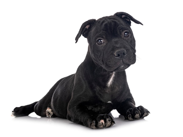 Puppy staffordshire bull terrier in front of white background