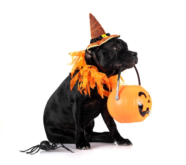 Photo puppy staffordshire bull terrier in front of white background