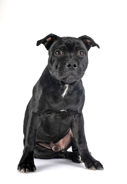 Puppy staffordshire bull terrier in front of white background