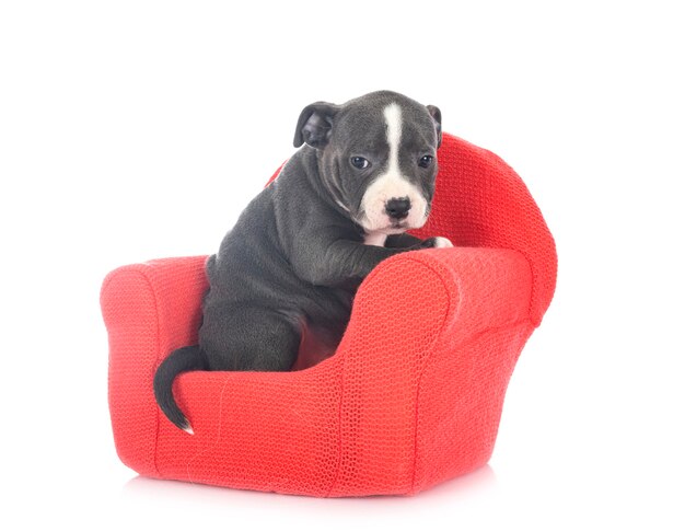 Puppy staffordshire bull terrier isolated