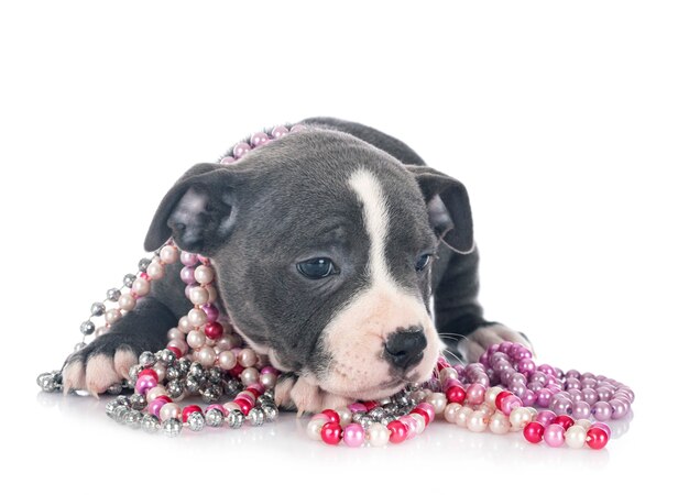 Puppy staffordshire bull terrier isolated