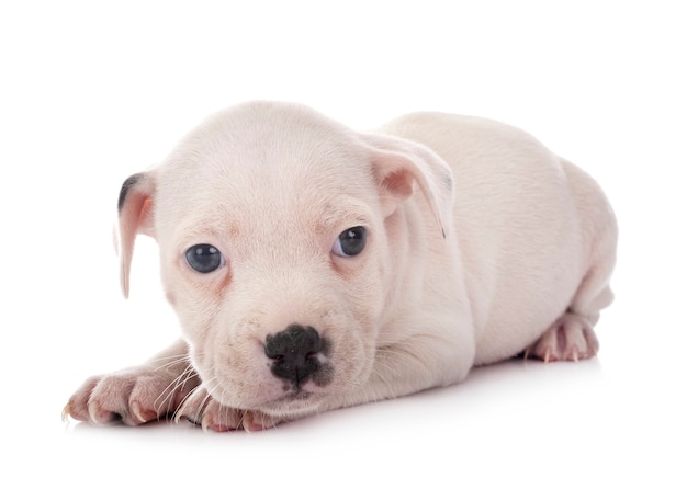 Puppy staffordshire bull terrier isolated