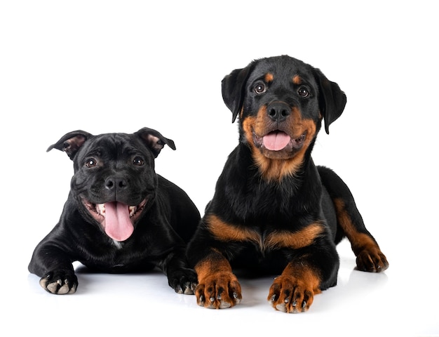 Puppy staffordshire bull terrier and rottweiler in front of white background