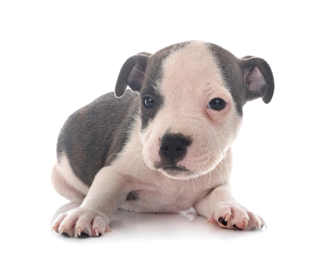 Puppy staffordshire bull terrier voor wit