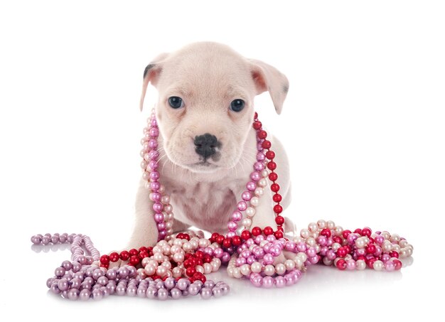 Puppy staffordshire bull terrier voor witte achtergrond