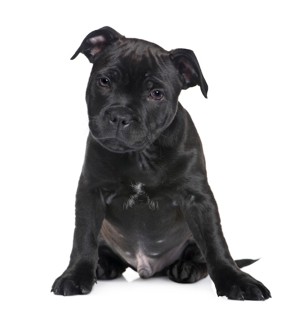 Puppy Staffordshire Bull Terrier with 2 months. Dog portrait isolated