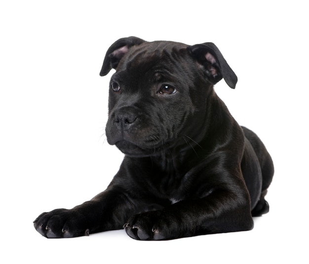 Puppy Staffordshire Bull Terrier with 2 months. Dog portrait isolated