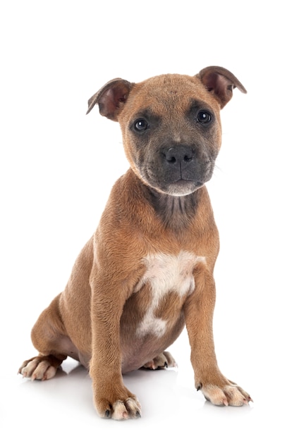 Puppy staffordshire bull terrier