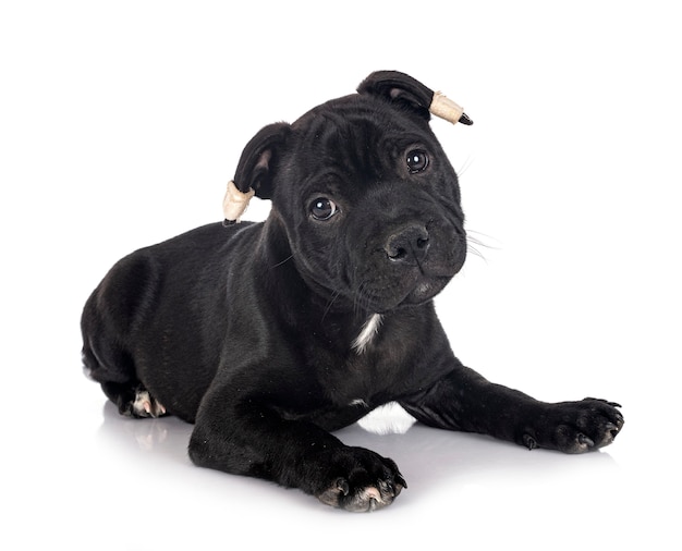 Puppy staffordshire bull terrier