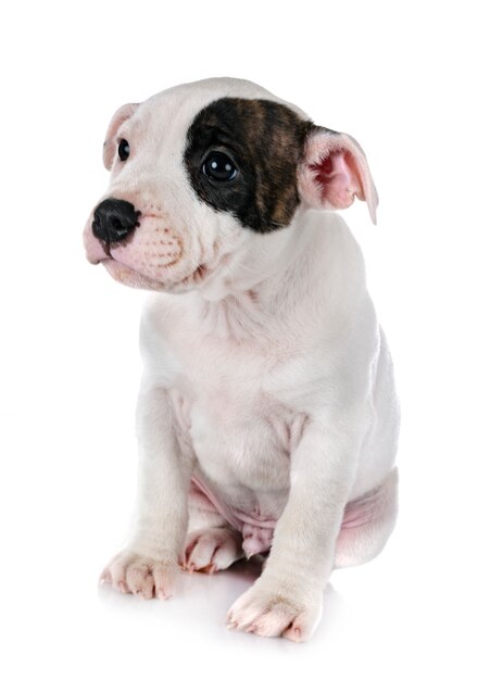 puppy staffordshire bull terrier