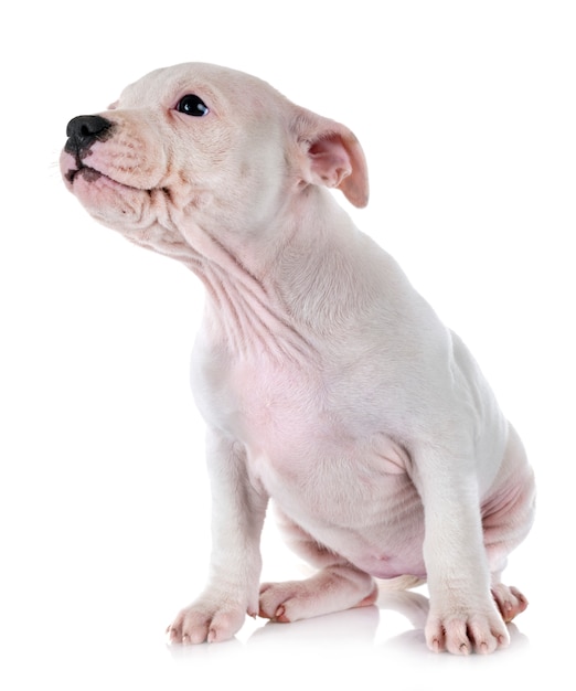 Photo puppy staffordshire bull terrier