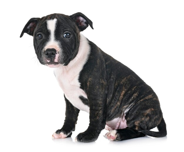 puppy staffordshire bull terrier