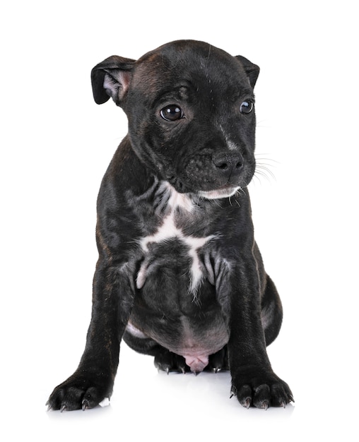 Cucciolo staffordshire bull terrier