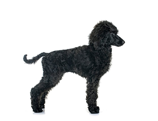Puppy standard poodle in studio