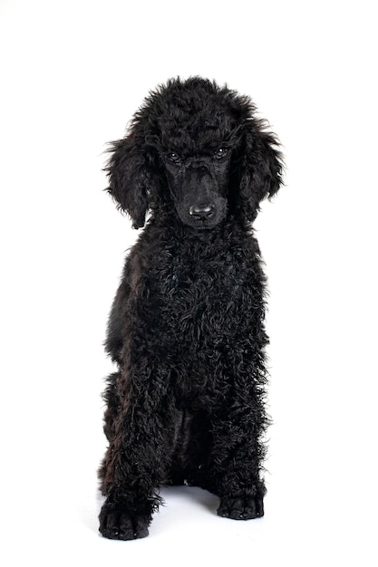 Puppy standard poodle in studio