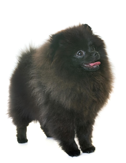 白い背景に立っている子犬