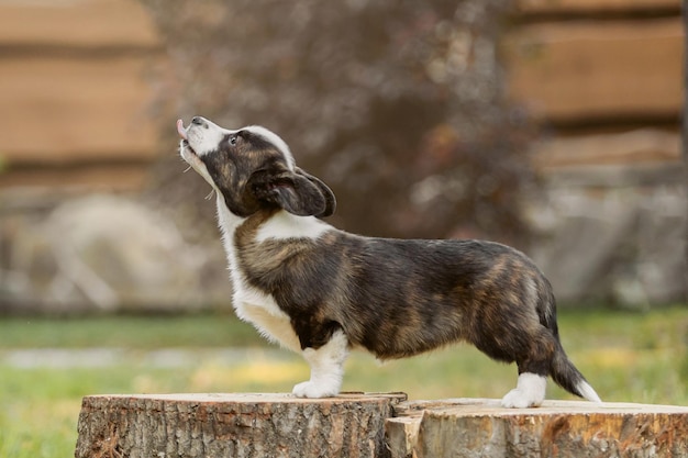 切り株の上に立って見上げる子犬