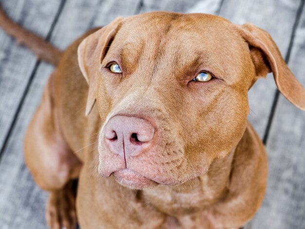 空を見つめて子犬