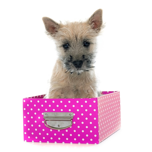 Puppy steenhoop terrier