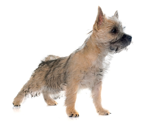 puppy steenhoop terrier