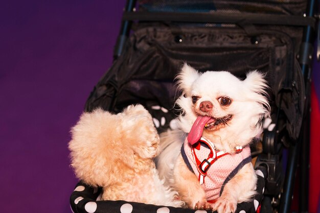 A puppy in a stroller looking at the camera