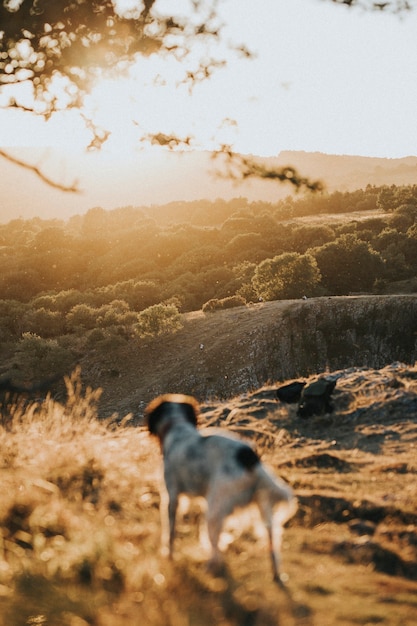 Puppy strolling outdoor in a countryside