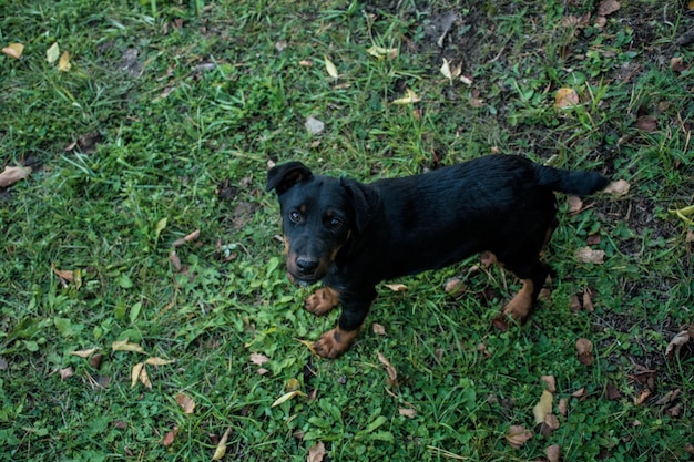 Cucciolo di terrier. colore marrone-nero, sdraiato sull'erba.