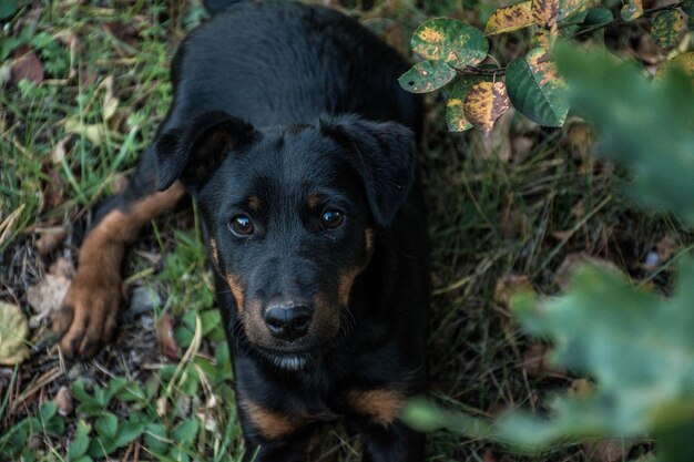 写真 子犬テリア。草の上に横たわる茶黒色。