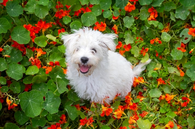 Puppy terrier dog in flowers in the garden