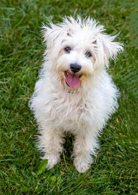 Puppy terrier hond in de tuin