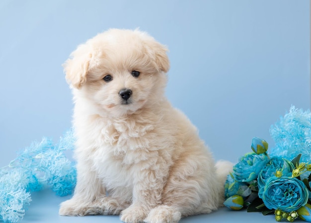 The puppy of that creamcolored poodle sits on a blue background next to flowers and looks into the camera