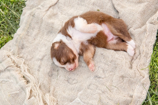 A puppy that is sleeping on a blanket