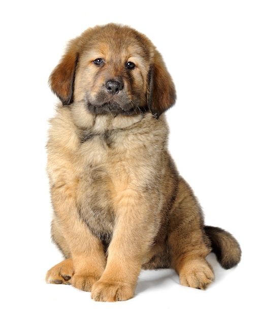 Puppy tibetan mastiff looks proudly at camera over white wall