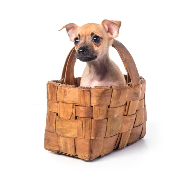 Puppy toy Terrier