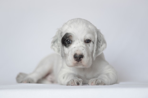 Puppy van de Engelse setter