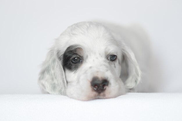 Puppy van de Engelse setter