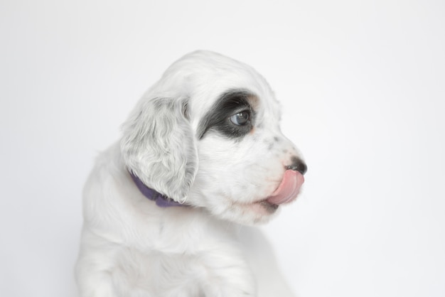 Puppy van de Engelse setter