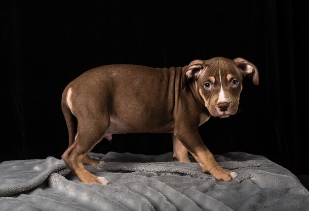 Puppy van het Amerikaanse Bulli-ras op een zwarte achtergrond