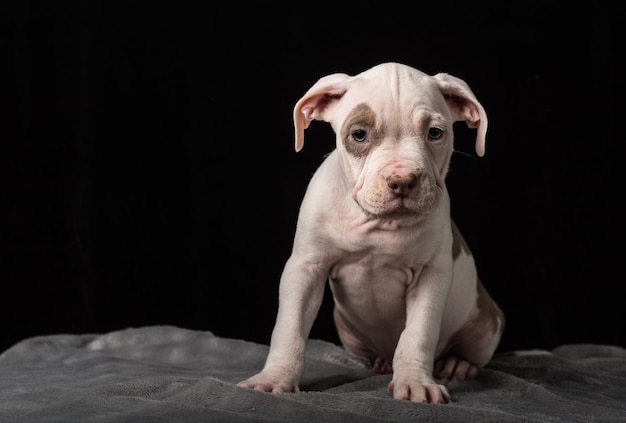 Puppy van het Amerikaanse Bulli-ras op een zwarte achtergrond