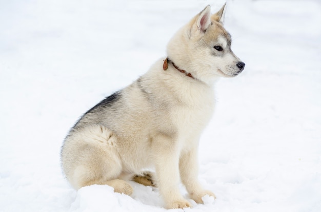 Foto puppy van siberisch husky-ras. husky hond heeft beige en zwarte vachtkleur